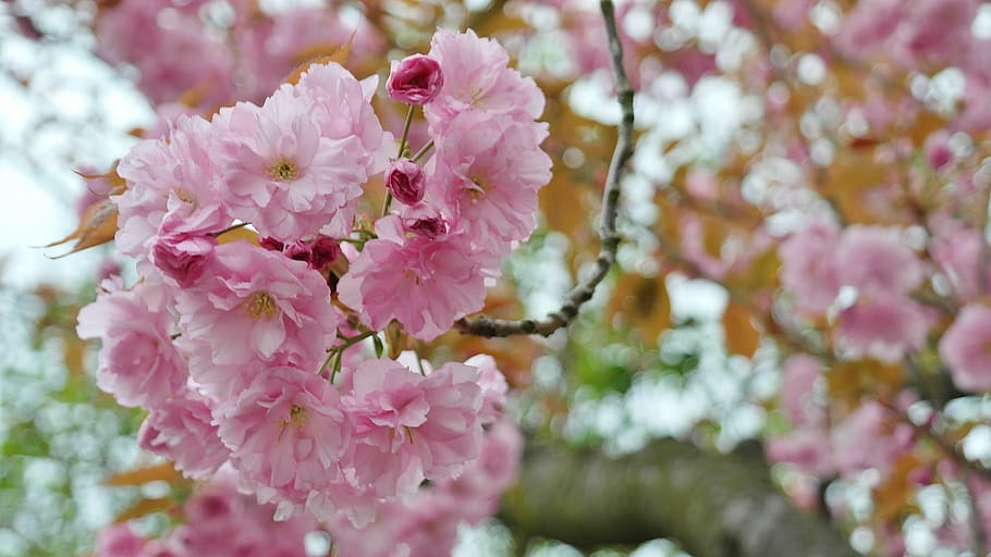 flores cor de rosa, cereja, flor de cerejeira, umbela de flores, primavera, rosa, rosado, lenz, em flor, árvore