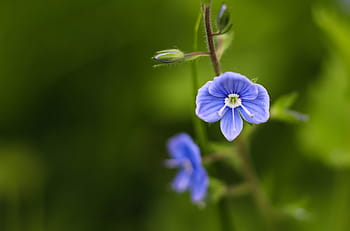 青い野生の花写真 Pxfuel