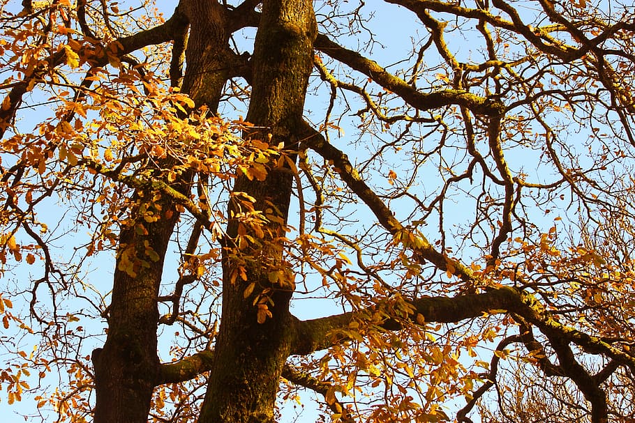 oak, tree, autumn, fall, golden, orange, blue, sky, nature, branch