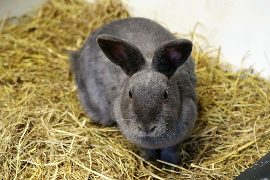 gray, rabbit, brown, hay, bunny, easter, animal, cute, pet, fluffy