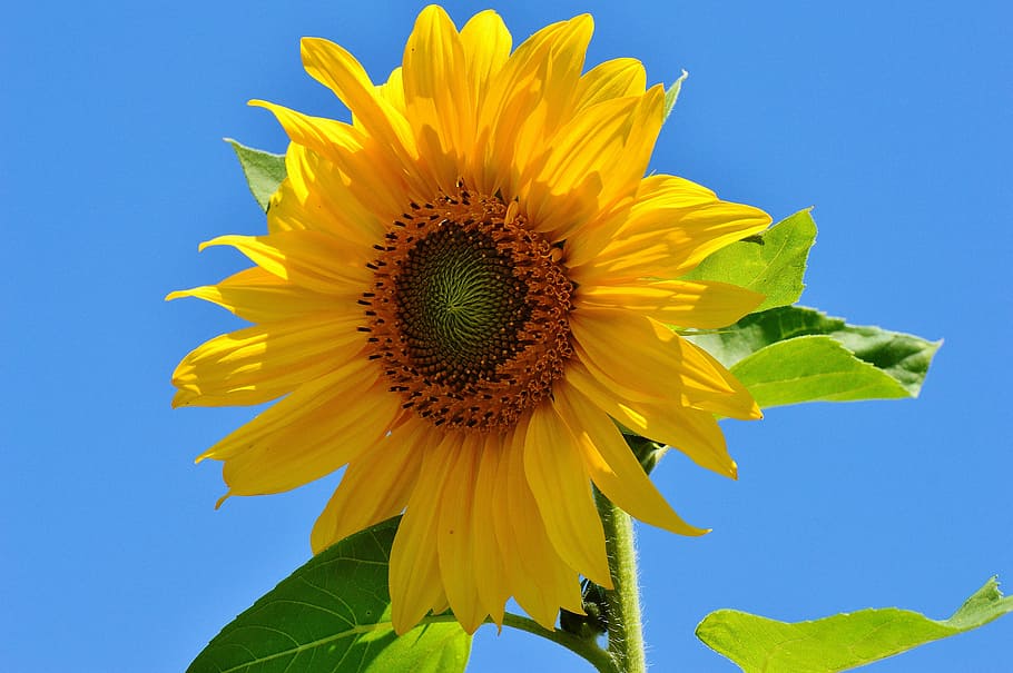 photo of sunflower, sun flower, summer, garden, blossom, bloom, yellow, helianthus, nature, pollination