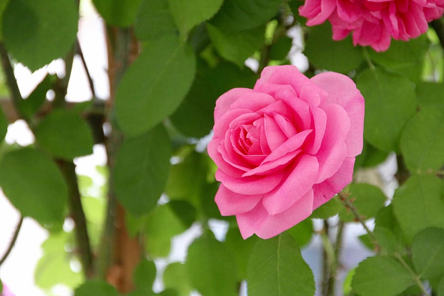 rosa, rosa abierta, rosa inglesa, rosas, espectáculo de jardín estatal, bayreuth, rosenstock, flor, planta floreciendo, planta