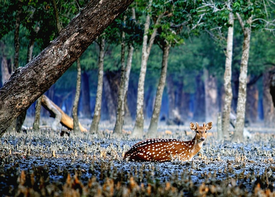 deer, lying, ground, green, leafed, tree, daytime, sundarban, bangladesh, animal themes
