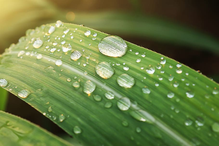 fotografi makro, embun air, hijau, daun, basah, air, hujan, alam, kabur, warna hijau