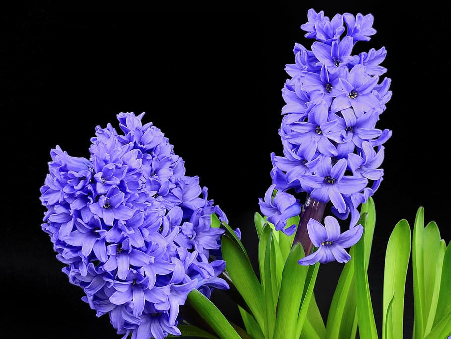selectivo, foto, púrpura, flores de pétalos, jacinto, flor, florecer, primavera, naturaleza, planta