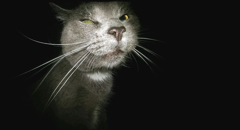 short-coated gray cat, cat, funny, stalker, creeper, goofy face, animal, cute, pet, feline