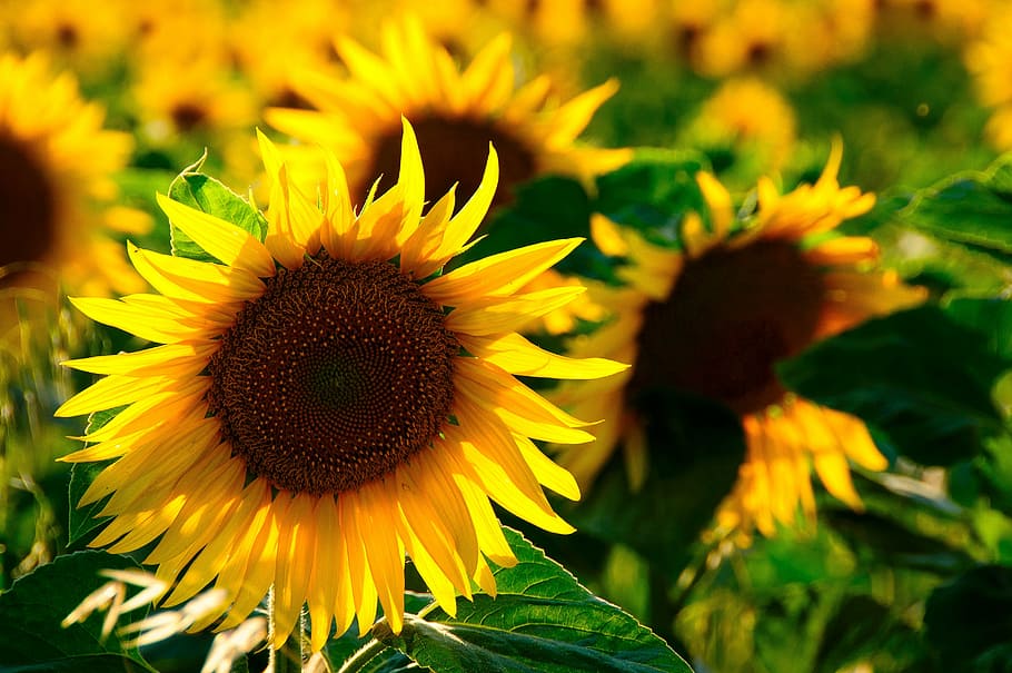 shallow, depth, field photo, sunflower, sun flower, back light, colorful, yellow flower, nature, flowers