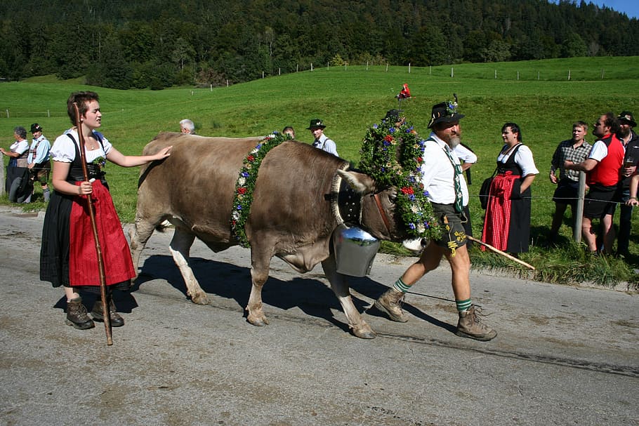 cow, wreath beef, allgäu, bavaria, almabtrieb, customs, brown swiss, cows, tradition, viehscheid