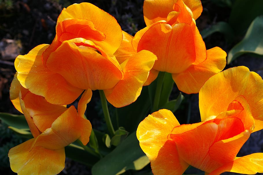 tulip, tumor kuning, tulip oranye, musim semi, mekar, berkembang, bunga, taman, alam, dekorasi