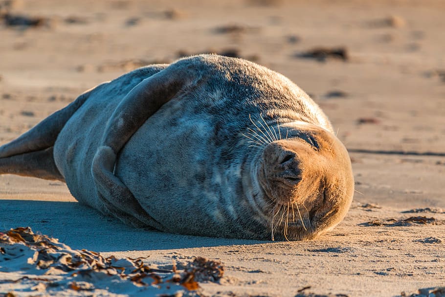 sea lion, sand, daytime, grey seal, robbe, halichoerus grypus, beach, dune, helgoland, north sea