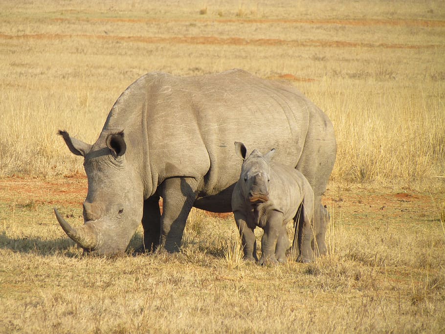 두, 회색, 코뿔소, 서있는, 잔디 땅, 아가, 아프리카, 야생 생물, 동물, 야생