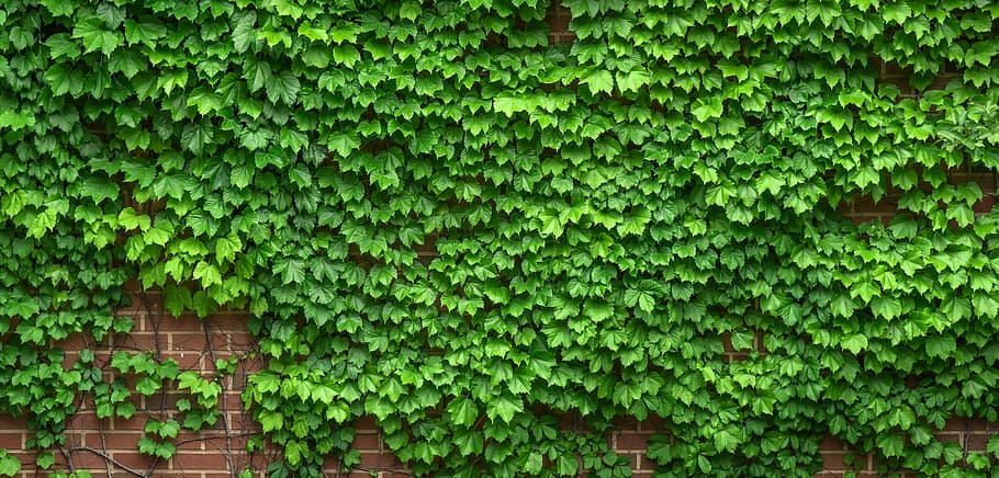 green, leaf plant, wall, ivy, vine, the leaves, plants, hwalyeob, nature, damme