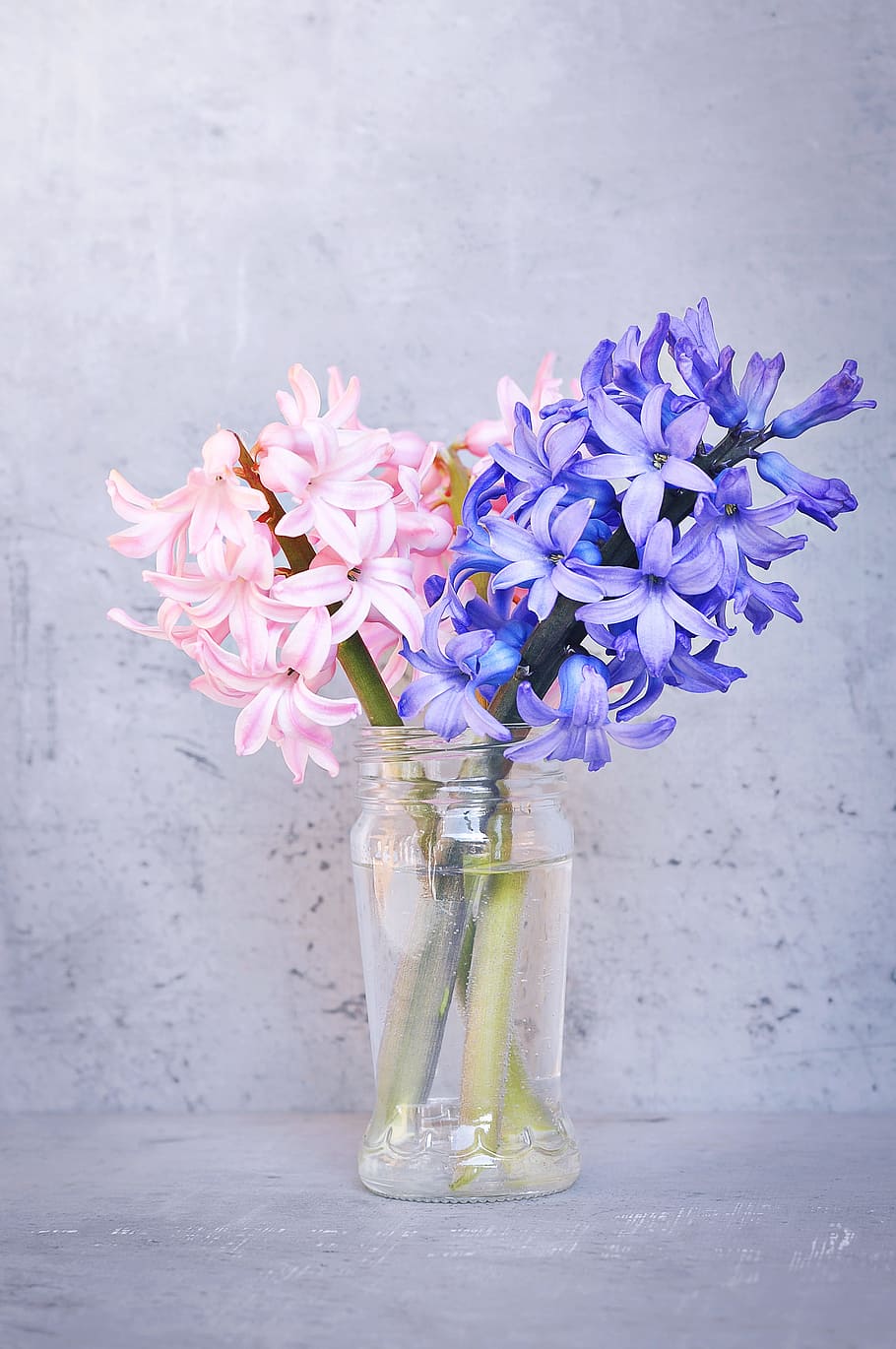 púrpura, lavanda, centro de mesa de flores, primer plano, foto, jacinto, rosa, azul, flor, flor rosa