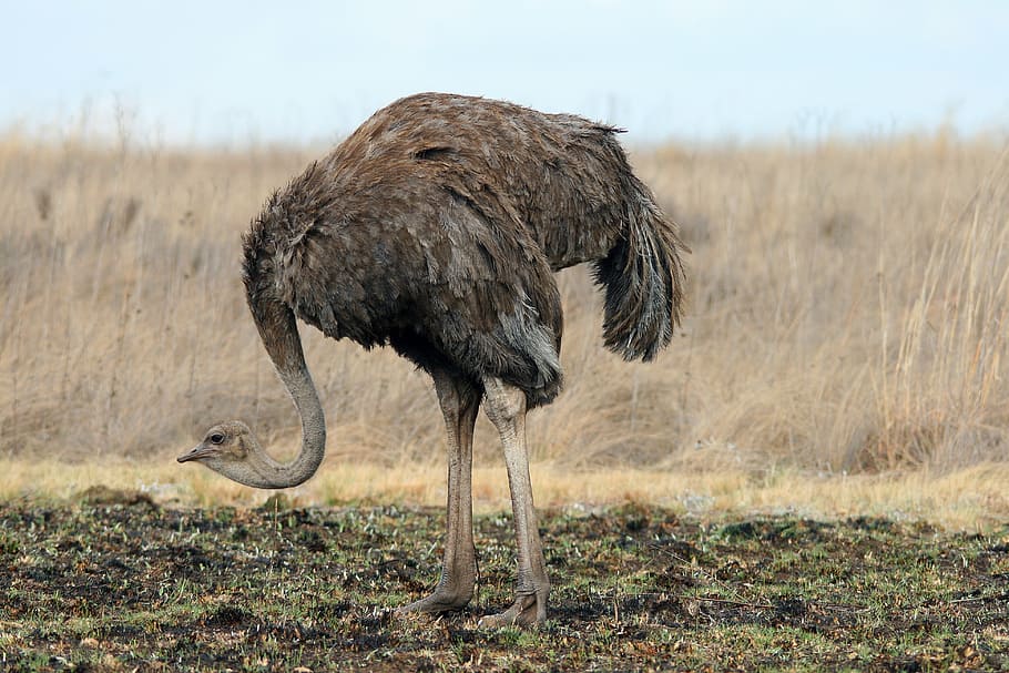ostrich during daytime, wild, game, ostrich, wildlife, reserve, park, neck, avian, female