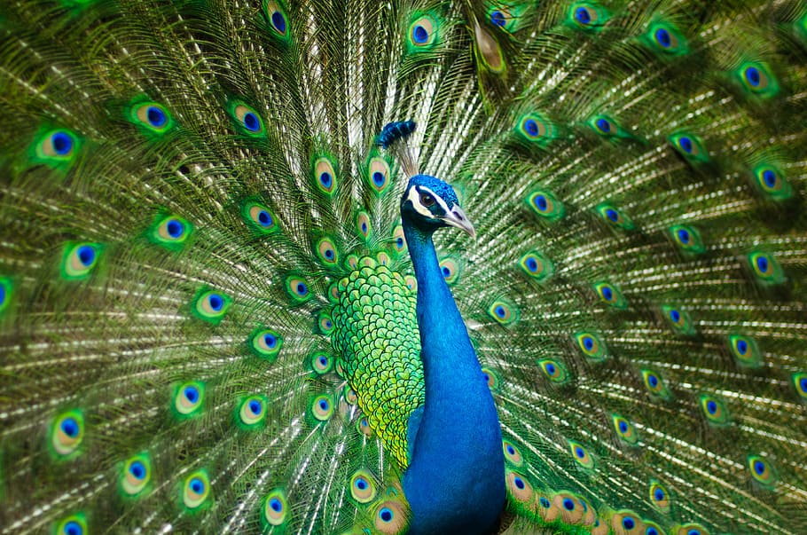 blue, green, peacock, beautiful male peacock, colorful, bird, feather, zoo, peacock feather, one animal