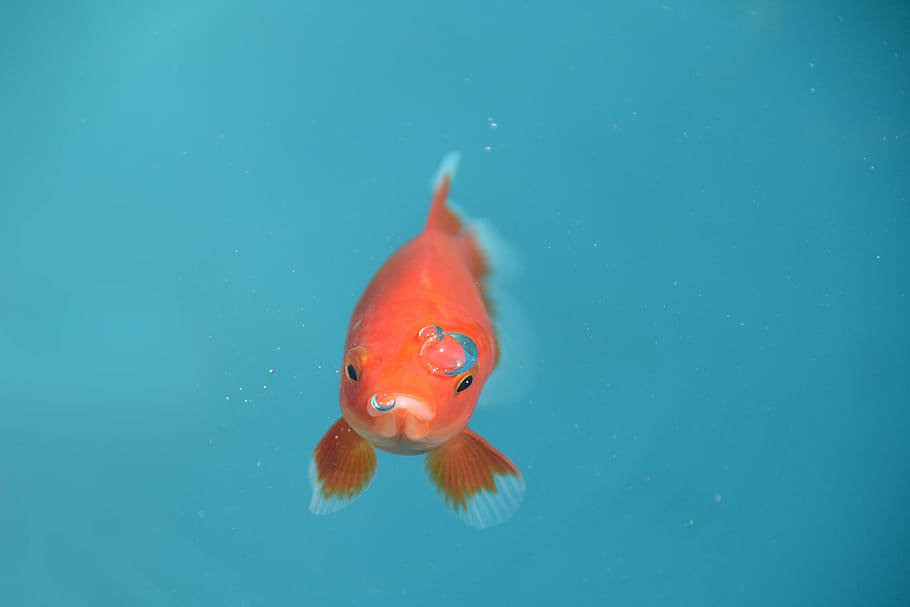 pez dorado naranja, pescado, pez dorado, rojo, burbuja, submarino, animal, mascotas, naturaleza, natación Animal