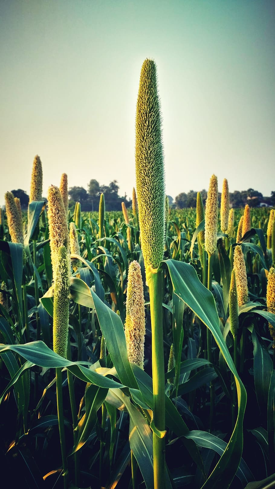 crops, green, farm, pear millet, millet, growth, plant, nature, green color, beauty in nature