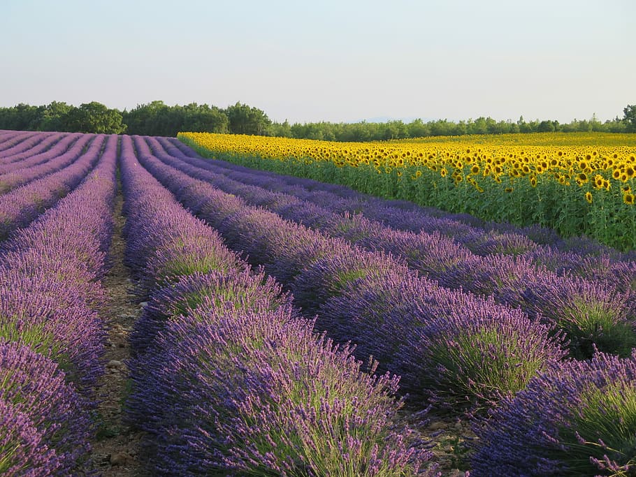 landscape photography, sunflower field, purple, flowers, sunflower, field, lavender, france, agriculture, flower
