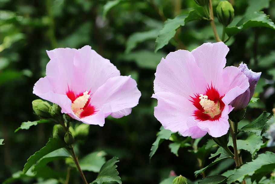 rosa de sharon, república de corea, flores, plantas, corea, república de corea crisantemo, verano, jardín, colorido, pétalo
