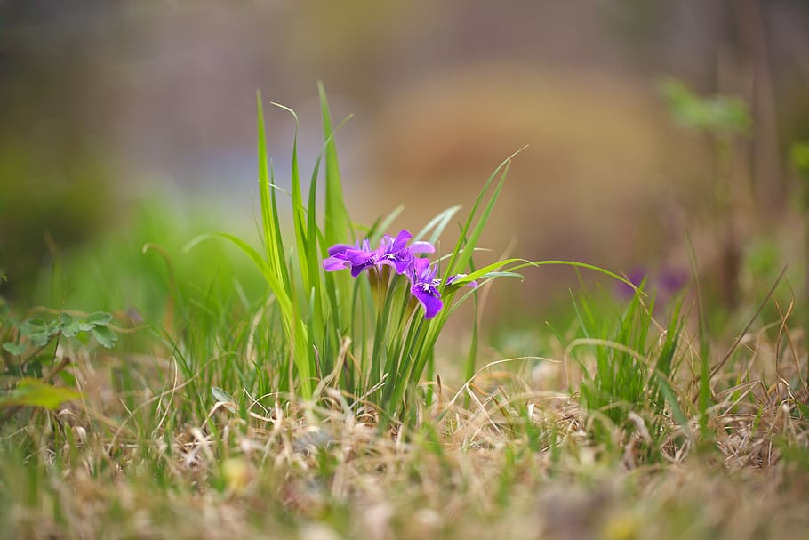 purple, iris flowers, bloom, daytime, nature, grass, s, hayfields, flowers, each time vary
