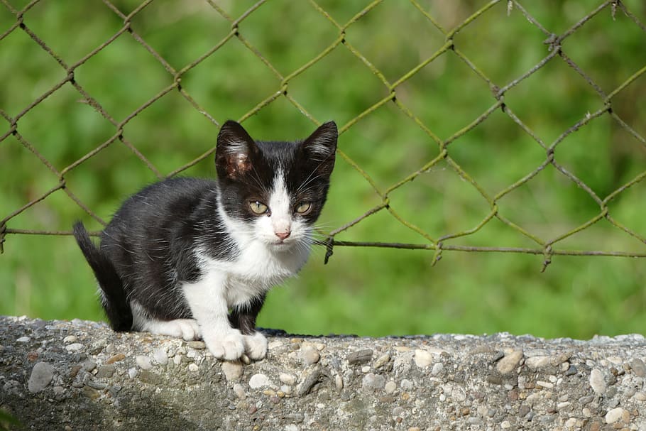 kucing, anak kucing, pagar, taman, beton, dinding, kecil, domestik, hewan peliharaan, menyenangkan