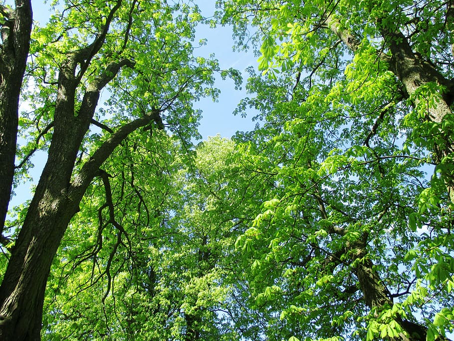 nature, chestnut trees, leaves, mood, beautiful, sky, sunshine, romanshorn, lake constance, switzerland