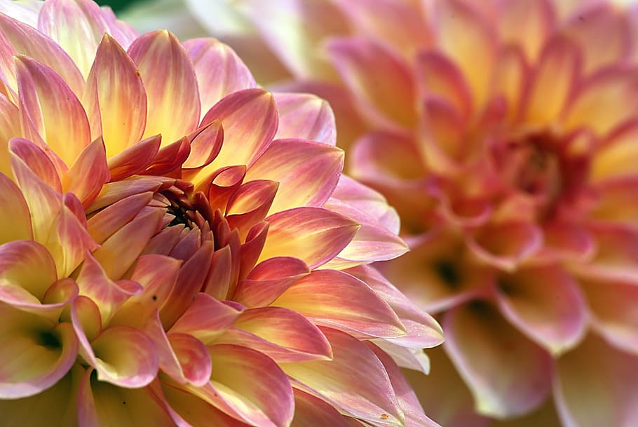fotografi fokus selektif kuning-dan-pink dahlia, dahlia, bunga, makro, close up, mekar, warna-warni, oreti adele, kelopak, daun bunga