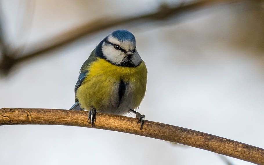 azul, blanco, amarillo, pájaro, tit, cyanistes caeruleus, cantante, pequeño, fondo, lindo