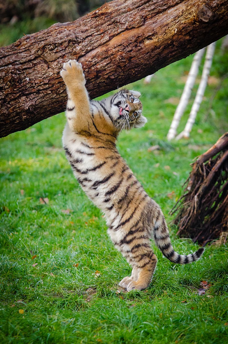 Siberian Tiger, Cub, tiger, scratching, tree, trunk, mammal, animal themes, animal, one animal