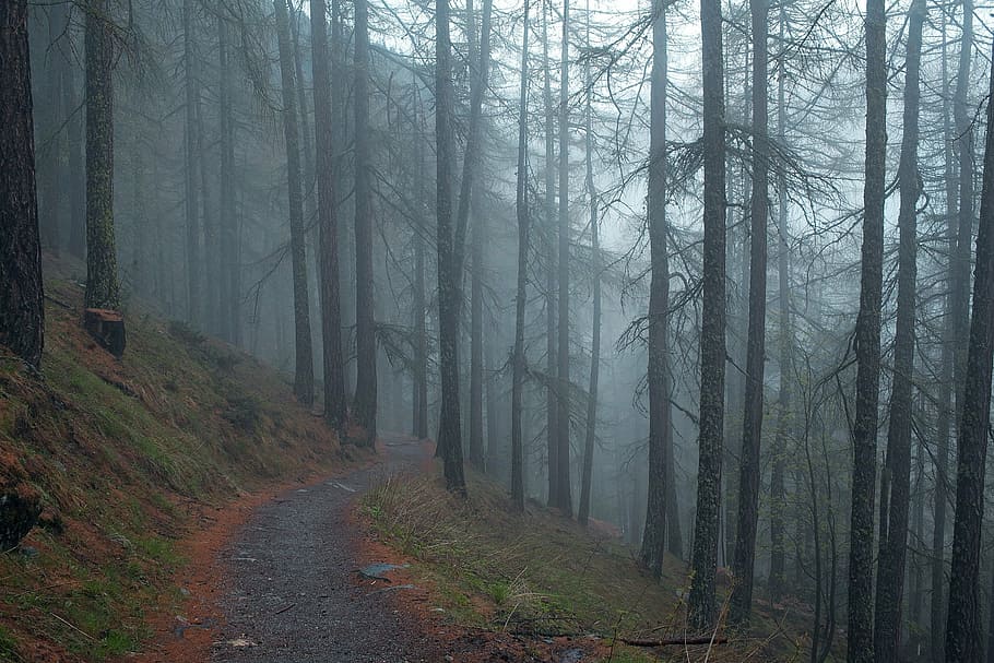 nu, árvores, cobertas, nevoeiro, timelapse, foto, floresta, cinza, escuro, neblina