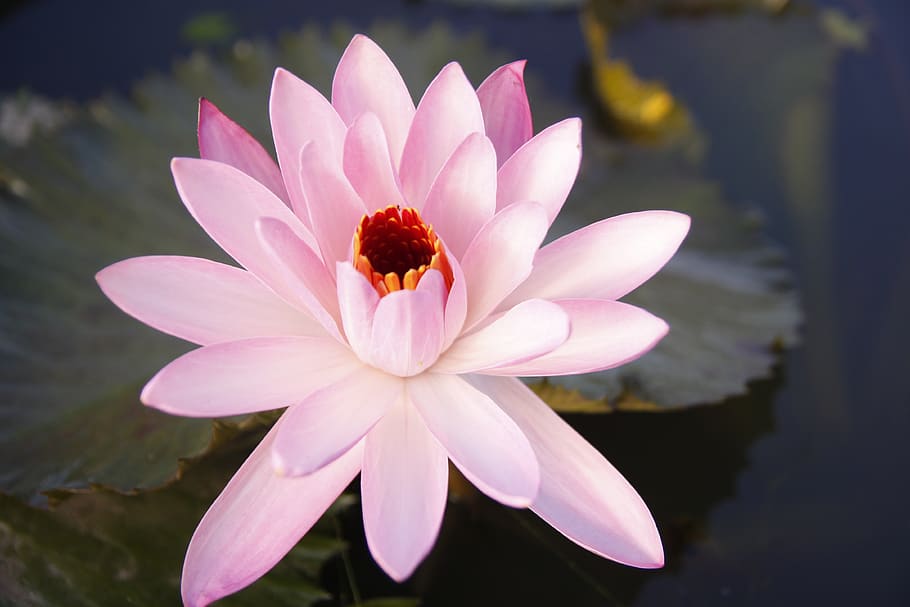 water lily, pond, blossom, flowers, nature, pink, sung, flower, flowering plant, petal