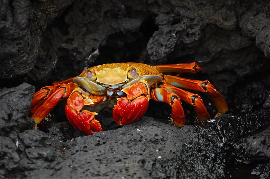 animal photography, red, crab, rocks, animal, photography, red crab, red klippenkrabbe, grapsus grapsus, shellfish