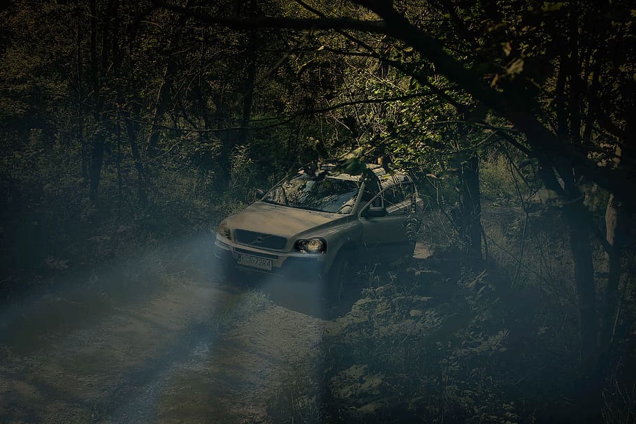 auto, car, forest, the darkness, tree, travel, tour, night, horse, volvo