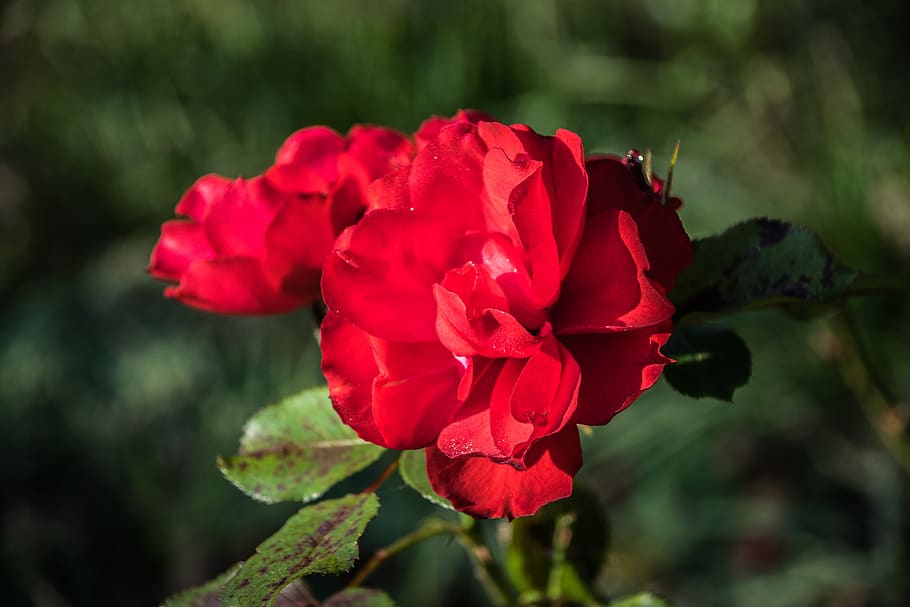 rose, autumn, drooping, flower, red, garden, flora, flowering plant, beauty in nature, fragility