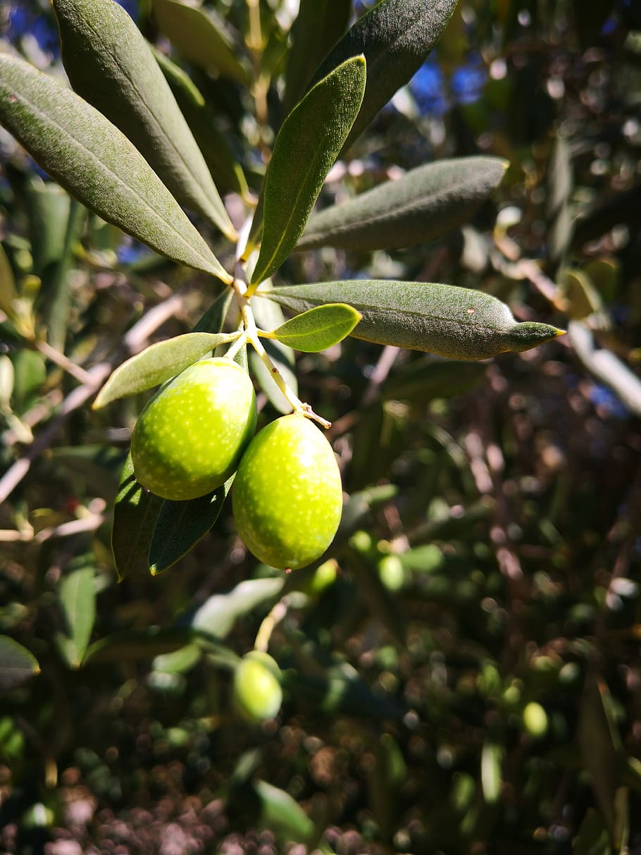 olive, green, olive tree, oil, olive oil, tree, sun, harvest, garda, trentino