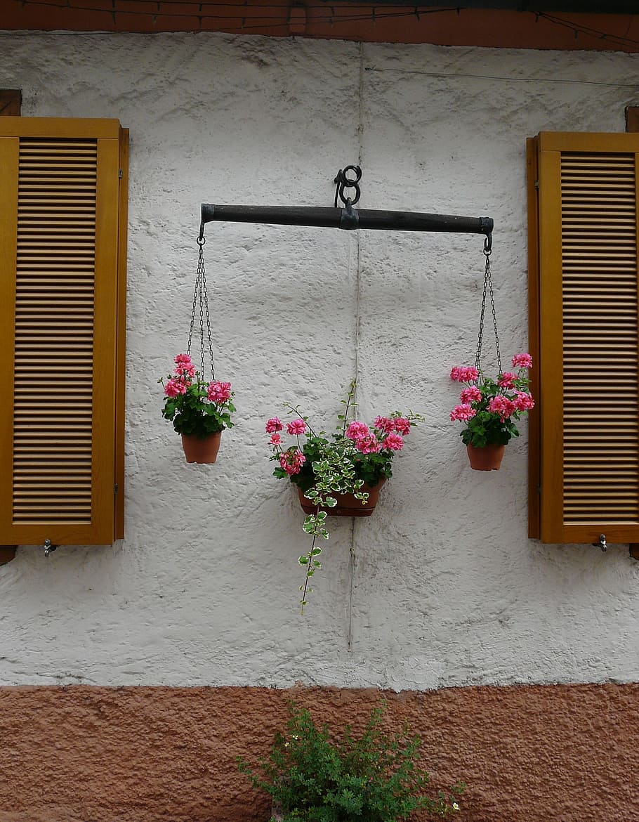flowers, horizontal, harness for horses, plant, flower, flowering plant, architecture, built structure, window, potted plant