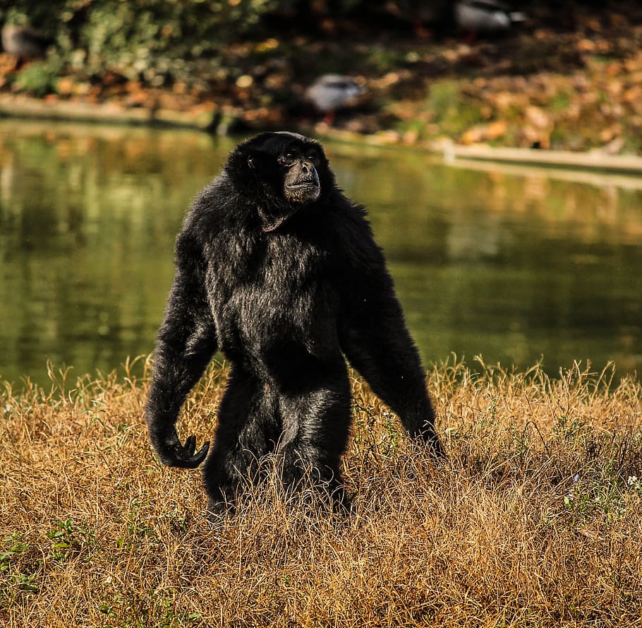 black, monkey, standing, brown, grasses, Gibbon, Monkey, Primate, Animal, sainany gibbon, wildlife