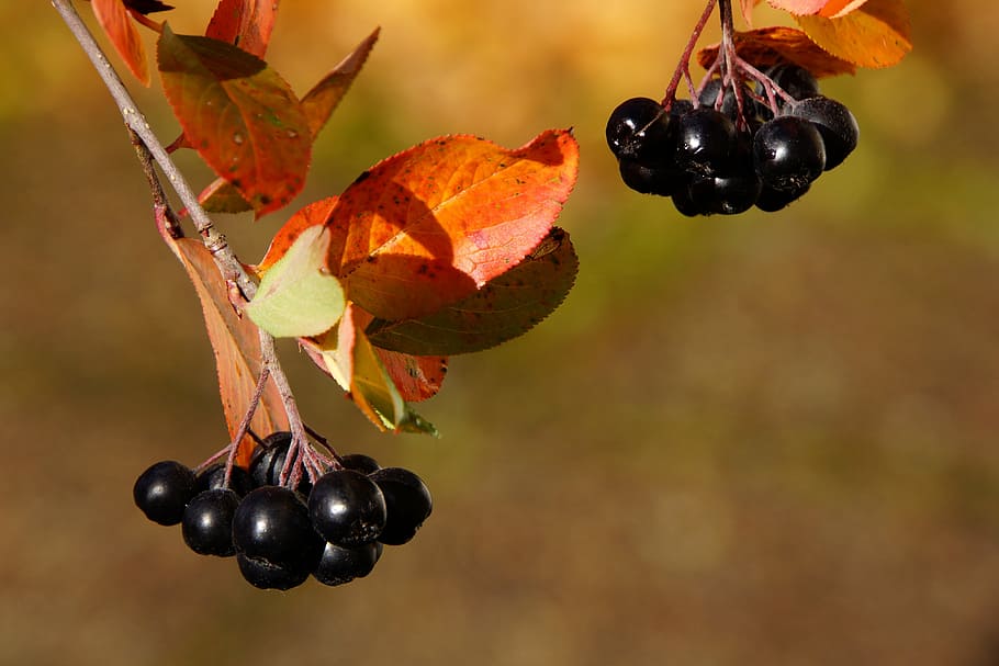 bunch of blackberries, aronia, berry, autumn, aronia berries are, bunch, fall colors, red leaf, journal of the bush, black berries