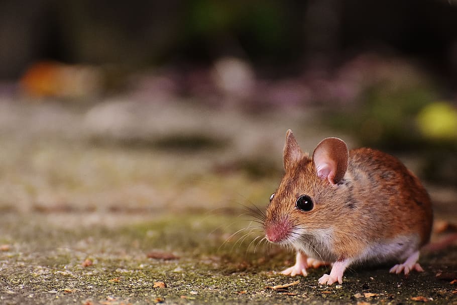 Mouse, Rodent, Cute, Mammal, Nager, nature, animal, wood mouse, apodemus sylvaticus, mice