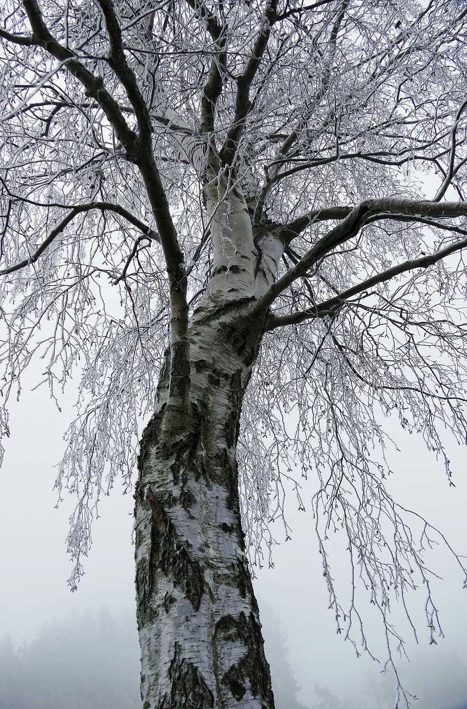 birch, tree, frost, hoarfrost, bark, tribe, landscape, nature, cold, winter