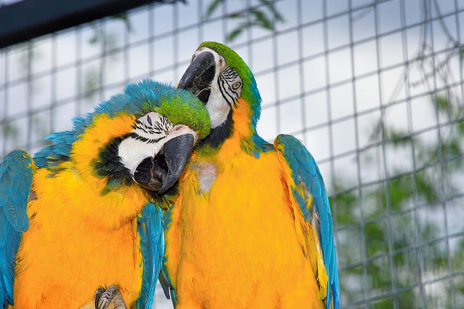 Parrots, Aras, Couple, Tender, devotional, enjoy, color, colorful, birds, multi coloured