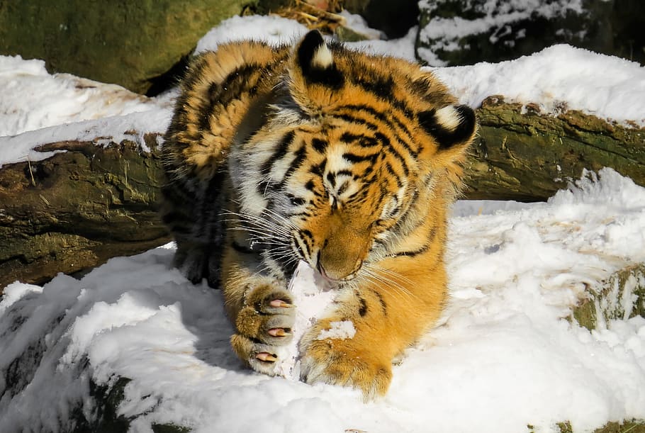 tiger, sitting, wood log, tiger cub, cat, young animal, nuremberg, wild, winter, cold
