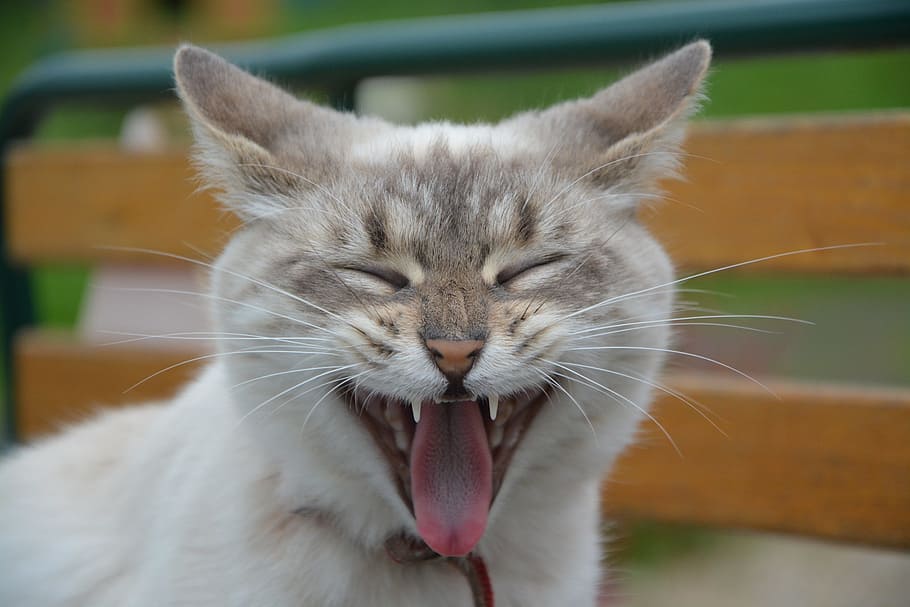 short-coated, white, smiling, cat, kitten, yawning cat, language chat, ears cat, domestic animal, eyes closed