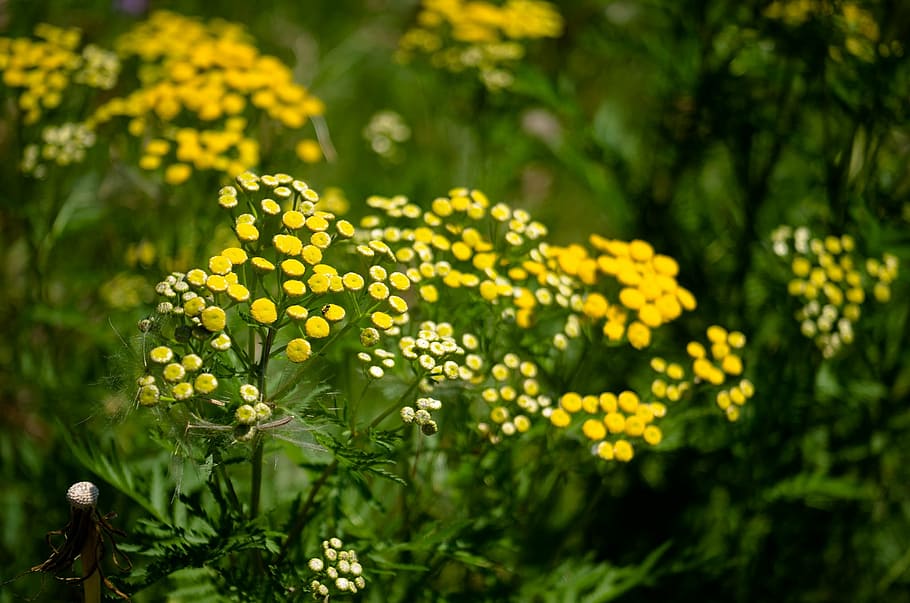 tansy, flower, yellow, summer, blossom, nature, plant, blooming, healthy, herbal