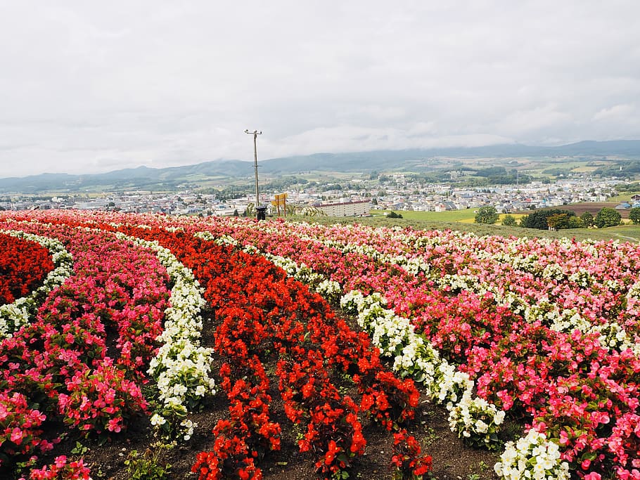Japón, Hokkaido, Furano, Kamifurano, flor, jardín, colina, parque, rojo, hierba