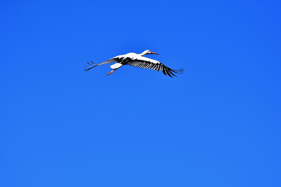 low, angle photo, white, stork, flying, blue, sky, fly, wing, birds