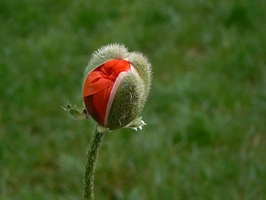 selective, focus photography, red, poppy flower bud, poppy, macro, poppy flower, flowers, nature, plant