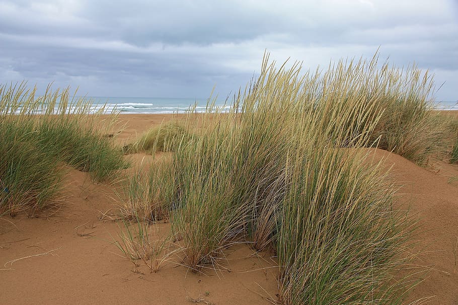Morocco, Sea, Sand Dunes, Grass, the sand dunes, clouds, wind, beach, sand, nature