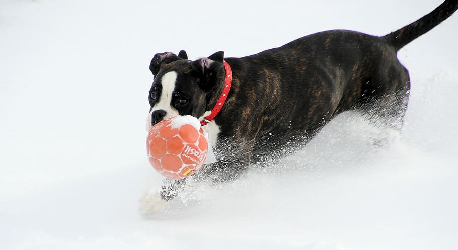 dog, boxer, black and white, run, ball, snow, play, pet, romp, action