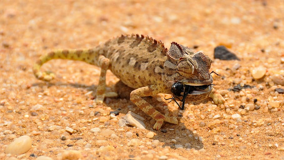 brown chameleon, africa, namibia, landscape, namib desert, desert, dunes, sand dunes, dry, sand